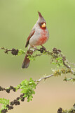 Image. Pyrrhuloxia