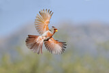 Image. Pyrrhuloxia