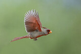 Image. Pyrrhuloxia