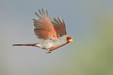 Image. Pyrrhuloxia