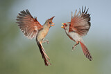 Image. Pyrrhuloxia