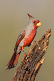 Image. Pyrrhuloxia