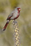 Image. Pyrrhuloxia