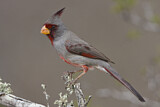 Image. Pyrrhuloxia