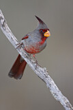 Image. Pyrrhuloxia