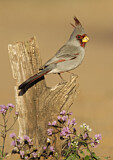 Image. Pyrrhuloxia