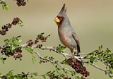 Image. Pyrrhuloxia