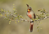 Image. Pyrrhuloxia