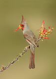 Image. Pyrrhuloxia