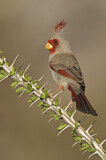 Image. Pyrrhuloxia