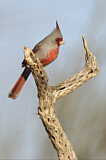 Image. Pyrrhuloxia