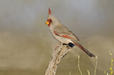 Image. Pyrrhuloxia