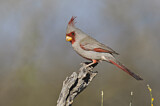 Image. Pyrrhuloxia
