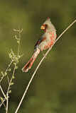 Image. Pyrrhuloxia
