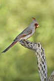 Image. Pyrrhuloxia