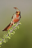 Image. Pyrrhuloxia