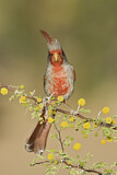 Image. Pyrrhuloxia
