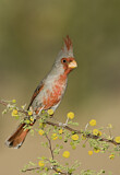 Image. Pyrrhuloxia