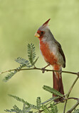 Image. Pyrrhuloxia