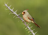 Image. Pyrrhuloxia