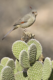Image. Pyrrhuloxia