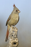 Image. Pyrrhuloxia