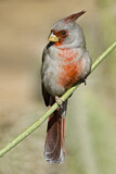 Image. Pyrrhuloxia
