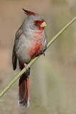 Image. Pyrrhuloxia