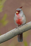 Image. Pyrrhuloxia