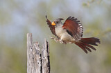 Image. Pyrrhuloxia