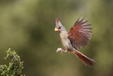 Image. Pyrrhuloxia