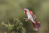 Image. Pyrrhuloxia