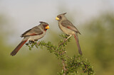 Image. Pyrrhuloxia