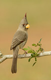 Image. Pyrrhuloxia