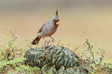 Image. Pyrrhuloxia