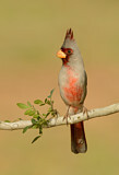 Image. Pyrrhuloxia