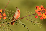 Image. Pyrrhuloxia
