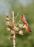 Image. Pyrrhuloxia