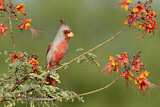 Image. Pyrrhuloxia