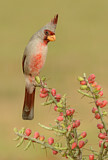 Image. Pyrrhuloxia