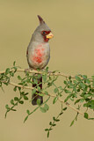 Image. Pyrrhuloxia