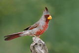 Image. Pyrrhuloxia