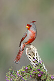 Image. Pyrrhuloxia