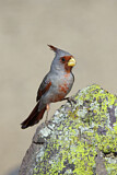 Image. Pyrrhuloxia