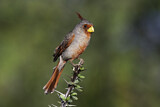 Image. Pyrrhuloxia