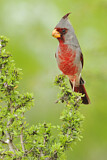 Image. Pyrrhuloxia