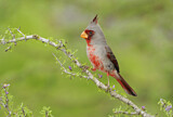 Image. Pyrrhuloxia