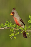 Image. Pyrrhuloxia