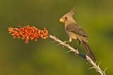 Image. Pyrrhuloxia