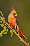 Image. Pyrrhuloxia